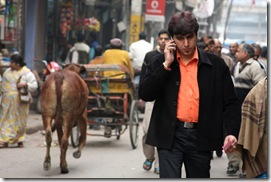 cow and India phone