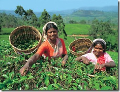 sri-lanka-tea